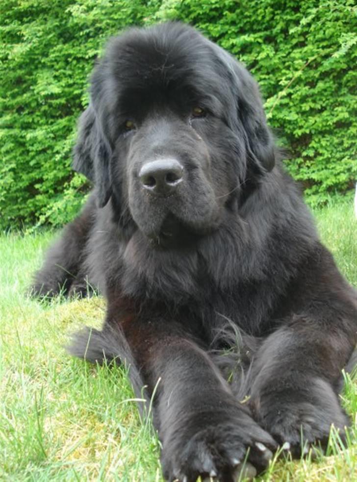 Newfoundlænder Bertha - maj ´09 billede 10