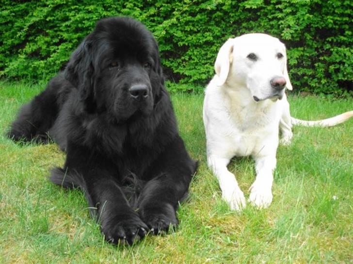 Newfoundlænder Bertha - maj ´09  Bertha og Micki billede 11