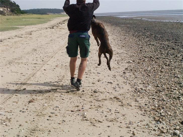 Amerikansk bulldog Rollo*R.I.P  skat* billede 15