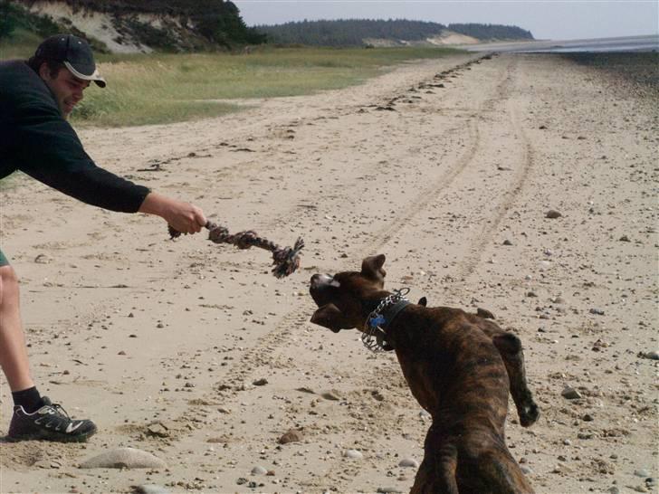 Amerikansk bulldog Rollo*R.I.P  skat* billede 16