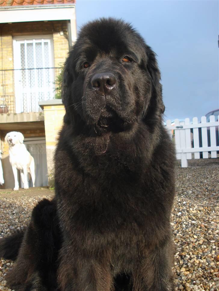 Newfoundlænder Bertha - 30/8-09 billede 12