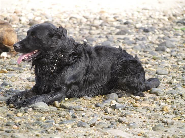 Blanding af racer Kaos billede 13