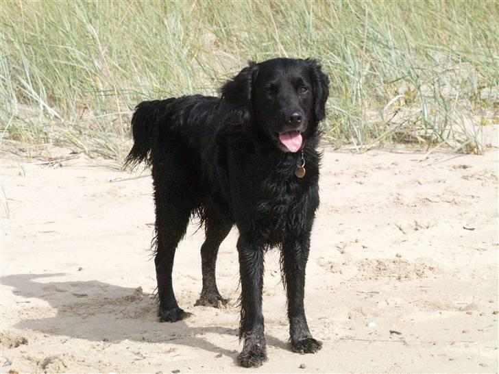 Blanding af racer Kaos billede 14