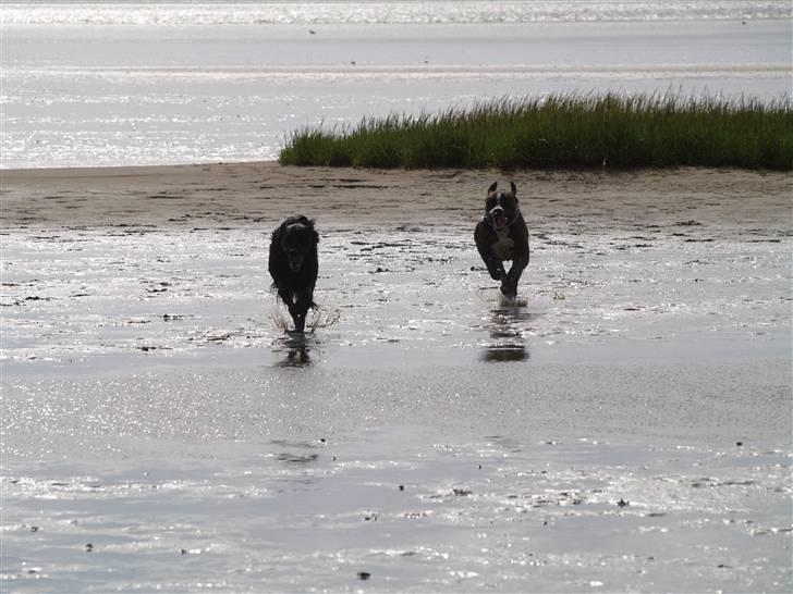 Blanding af racer Kaos - Haha, du kan ikke fange mig billede 15