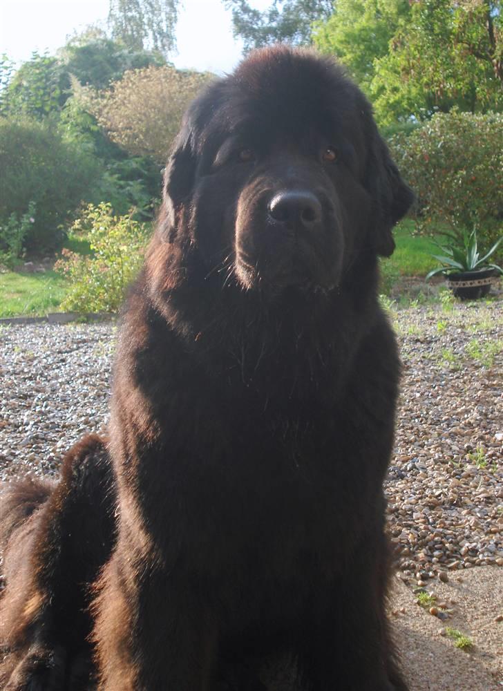 Newfoundlænder Bertha - 30/8-09 billede 13