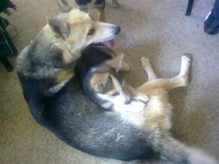 Blanding af racer Freja billede 1