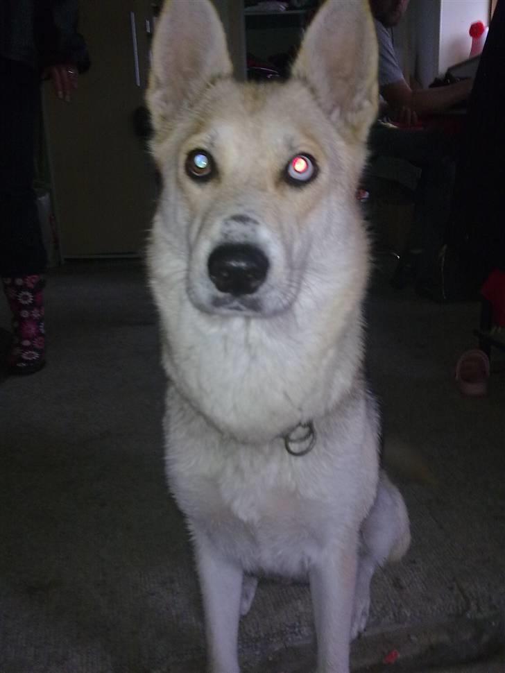 Blanding af racer Freja billede 2