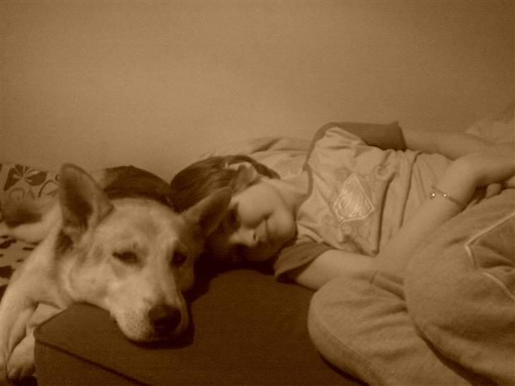 Blanding af racer Freja billede 3