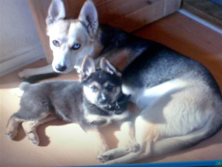 Blanding af racer Freja billede 4