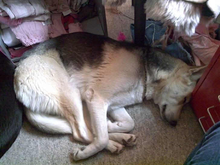 Blanding af racer Freja billede 5