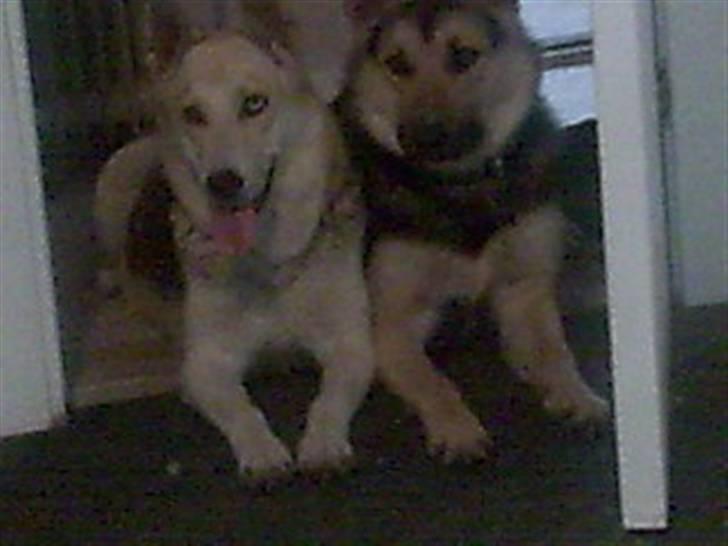 Blanding af racer Freja billede 6