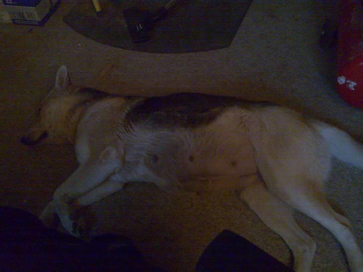 Blanding af racer Freja billede 7