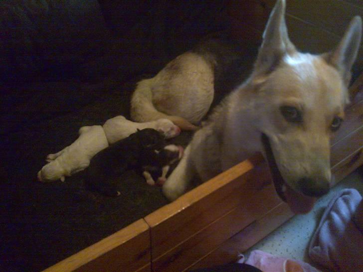 Blanding af racer Freja billede 8