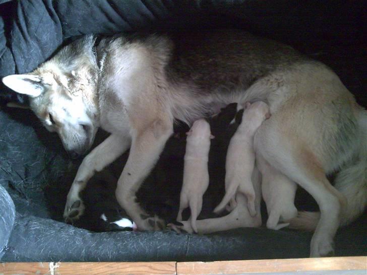 Blanding af racer Freja billede 9