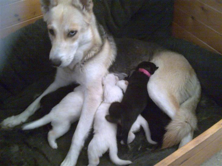 Blanding af racer Freja billede 10