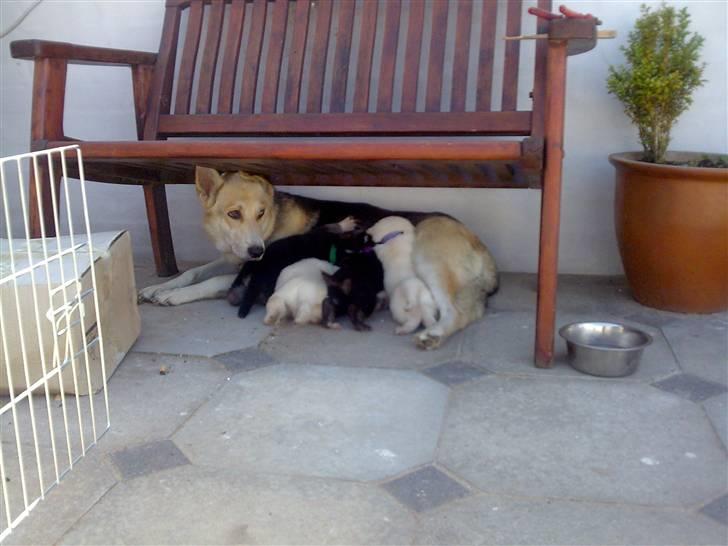 Blanding af racer Freja billede 11