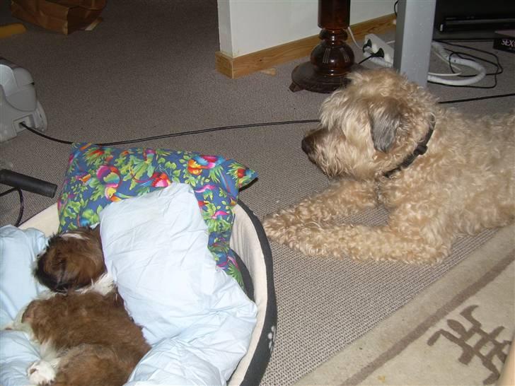 Lhasa apso Fabricius Konrad - min storebror passer på mig mens jeg sover billede 7