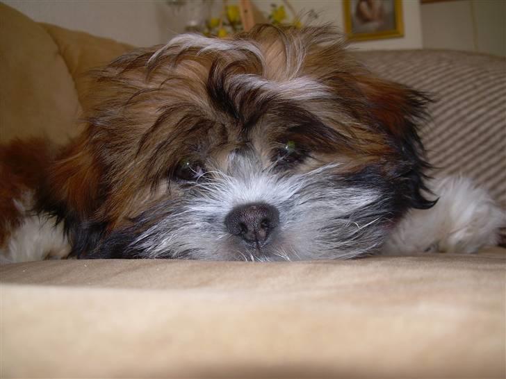 Lhasa apso Fabricius Konrad billede 8