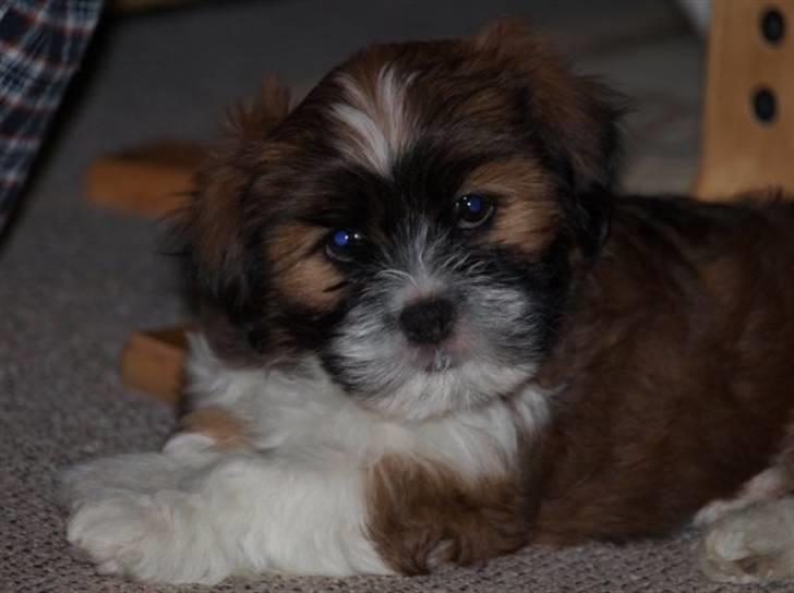 Lhasa apso Fabricius Konrad billede 9