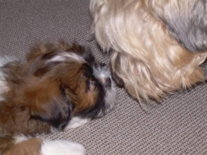 Lhasa apso Fabricius Konrad - snude mod snude billede 10