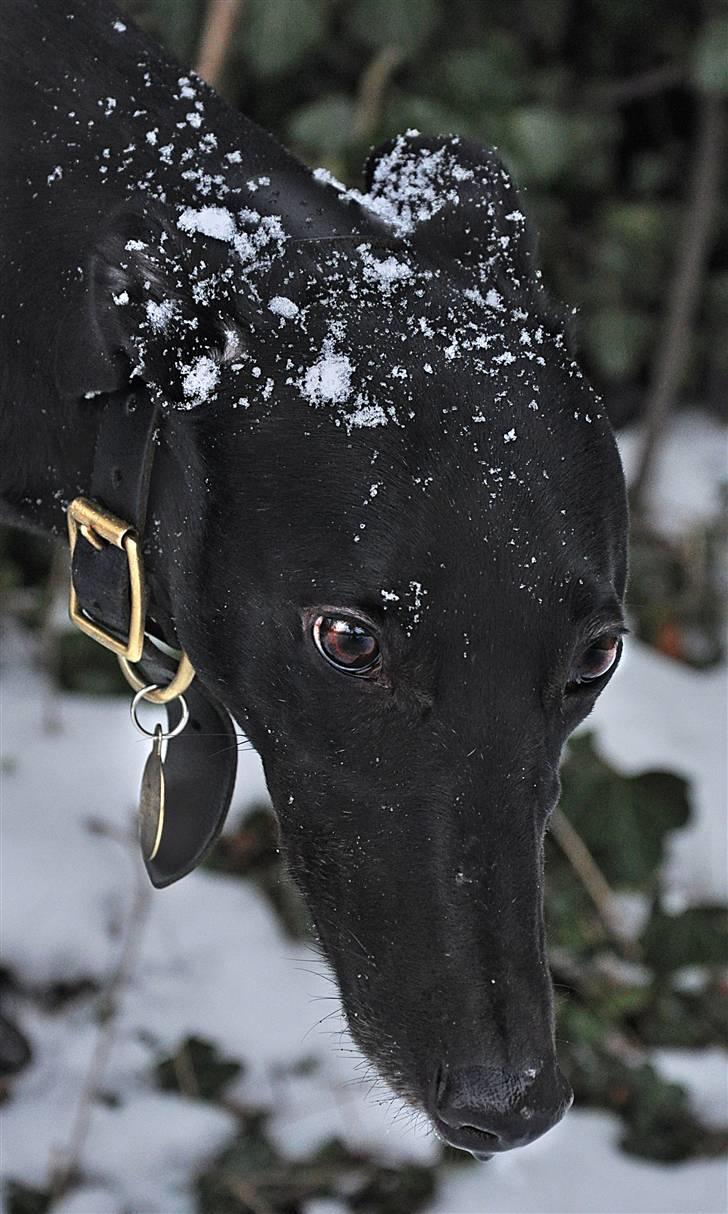 Greyhound Money *2010* - Velkommen til moneys profil billede 1