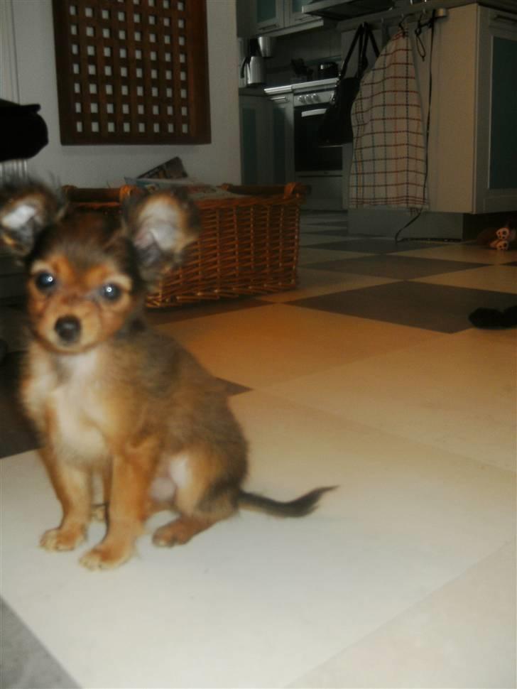 Russisk toy terrier CoCo billede 2