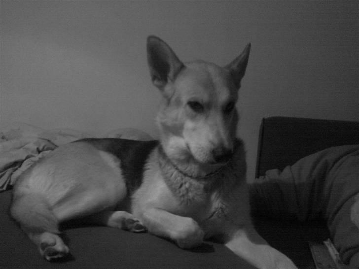 Blanding af racer Freja billede 12