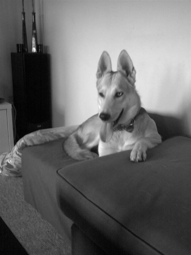 Blanding af racer Freja billede 14