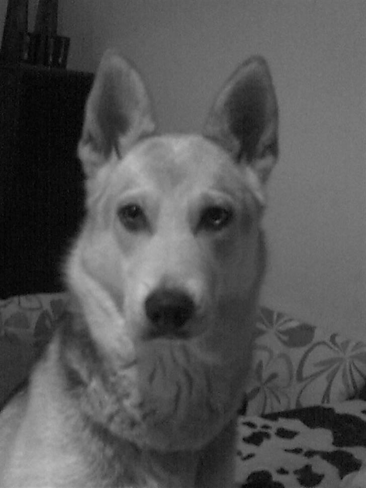 Blanding af racer Freja billede 15