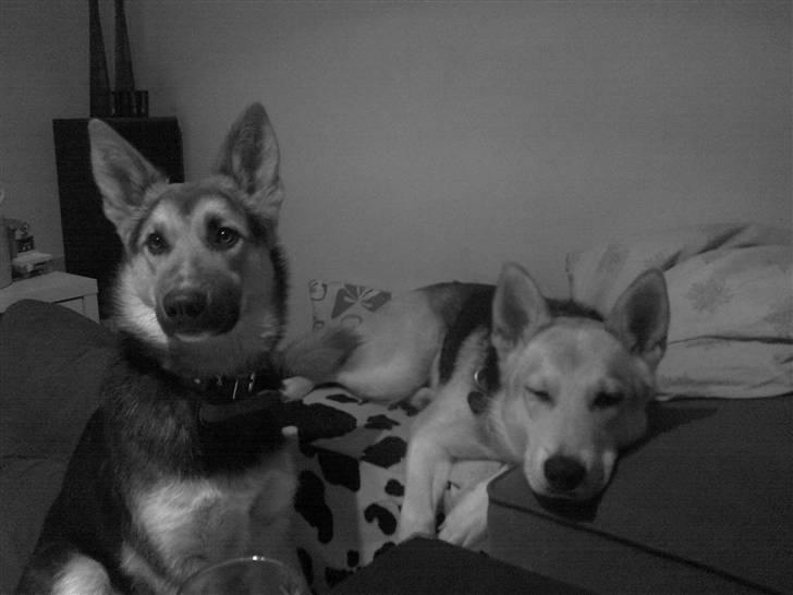 Blanding af racer Freja billede 16