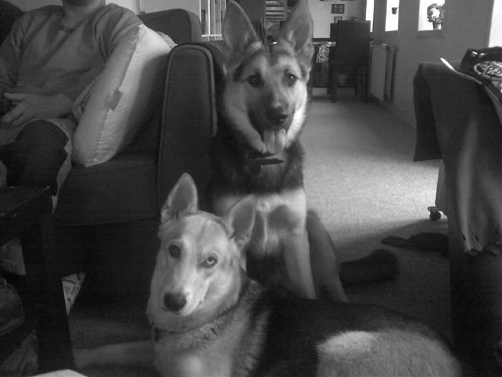 Blanding af racer Freja billede 17