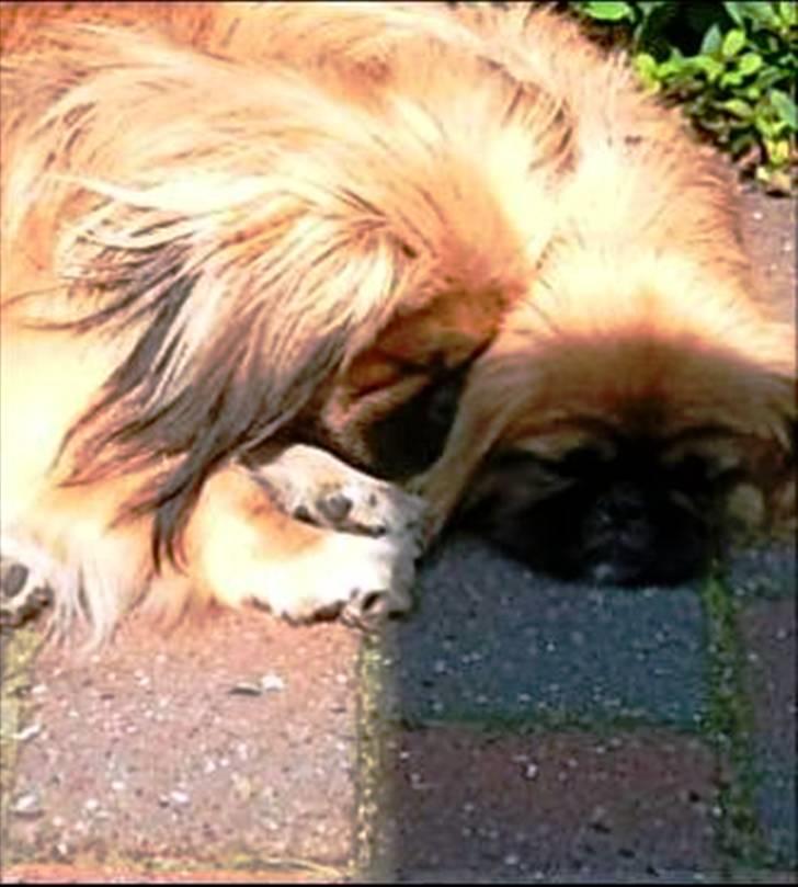 Pekingeser Charlie - Himmelhund 2020 - Ægte kærlighed mellem Charlie & Pjævse. billede 13