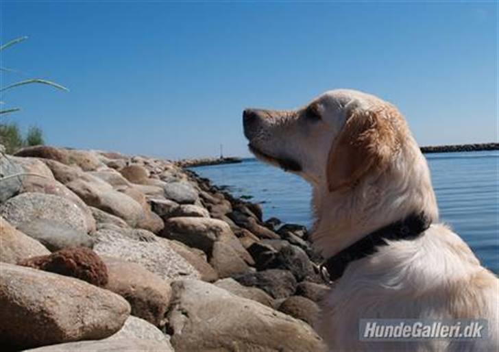 Golden retriever Nova - Sommerferie billede 10