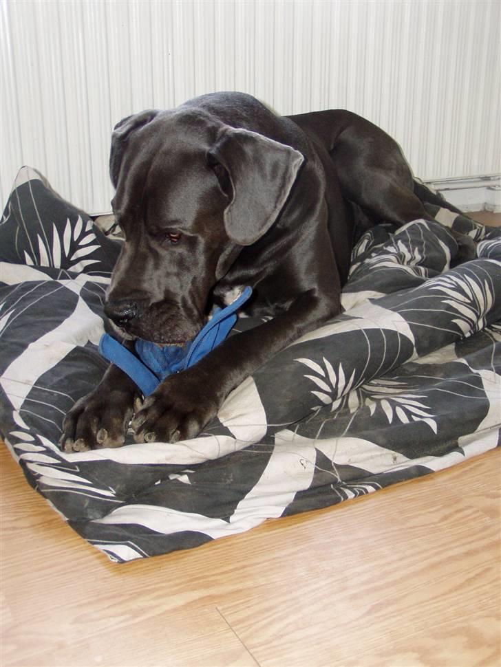 Grand danois BONEL ZAGANELLI  - Det er MIN.....Garcia ELSKER sin Kong Wubba billede 19