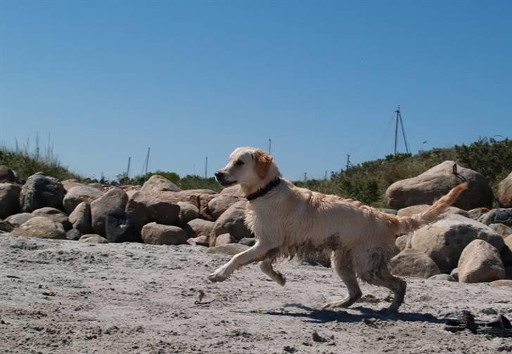 Golden retriever Nova billede 11
