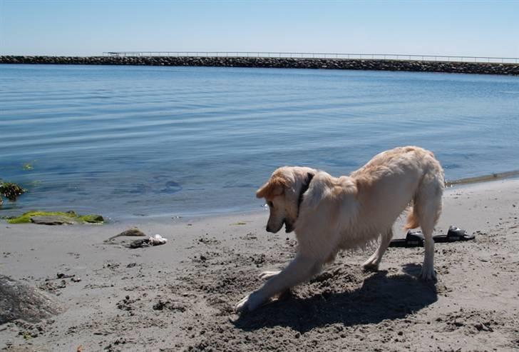 Golden retriever Nova billede 12