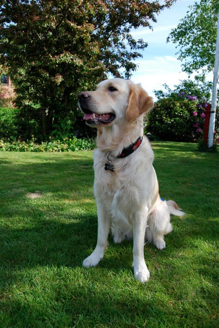 Golden retriever Nova - Nova sommer 2010 billede 13