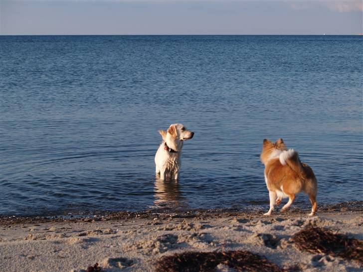 Shetland sheepdog Dixie billede 16