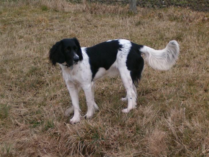 Engelsk springer spaniel emma - kom for tidligt til svømmehallen ,så gik en tur i omegnen billede 1