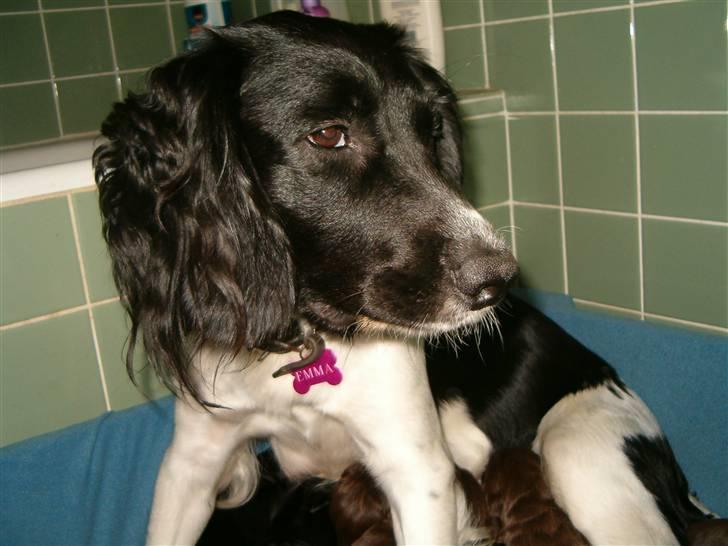 Engelsk springer spaniel emma - i 2006 fik vi hundehvalpe på vores bryllupsdag,hvad skulle hundene da ellers give os? billede 2