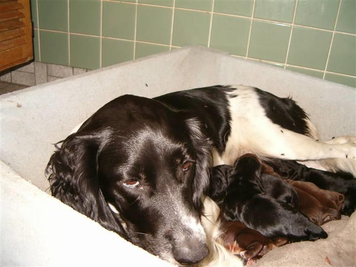 Engelsk springer spaniel emma - havde hun vist at det gav sådan et bøvl tror jeg ikke emil havde fået lov billede 3