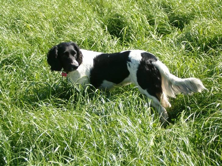 Engelsk springer spaniel emma - er jeg ikke bare dejlig billede 4