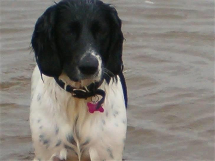 Engelsk springer spaniel emma - bare der vand så har damen det dejligt billede 5