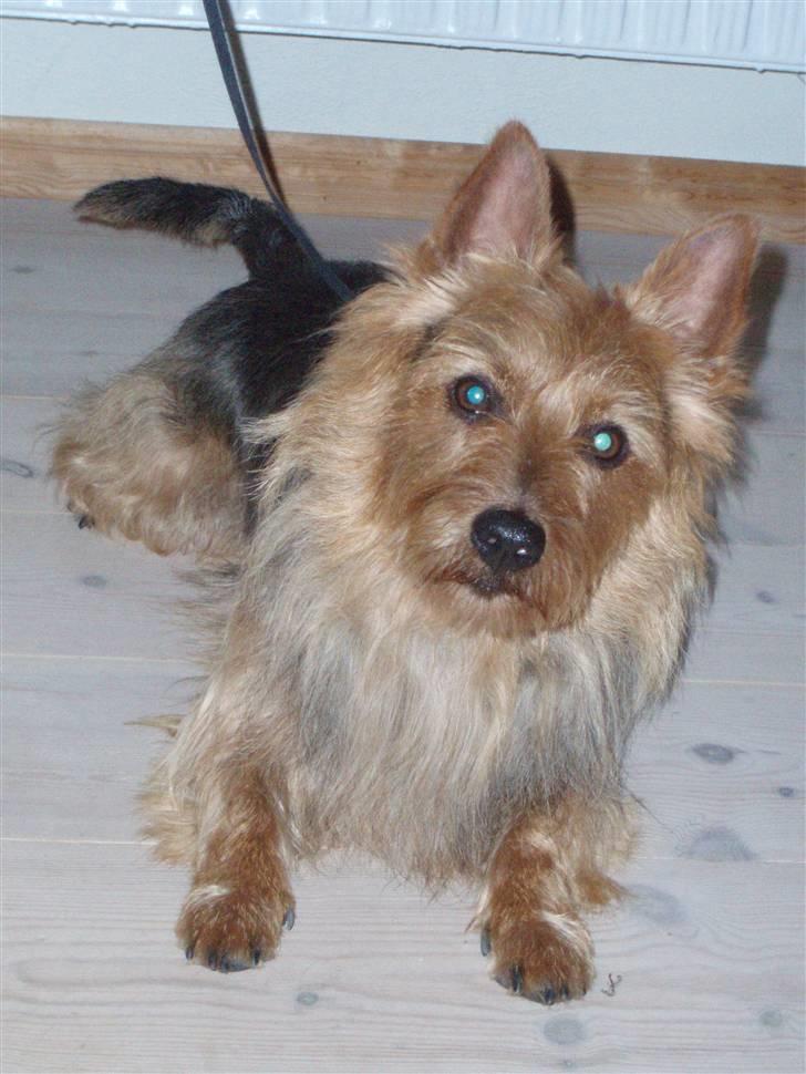 Australsk terrier Bastian & Terry - Bastian hygger i stuen. billede 13