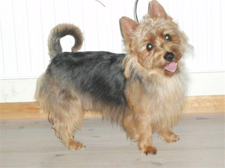 Australsk terrier Bastian & Terry - Terry i stuen. billede 14