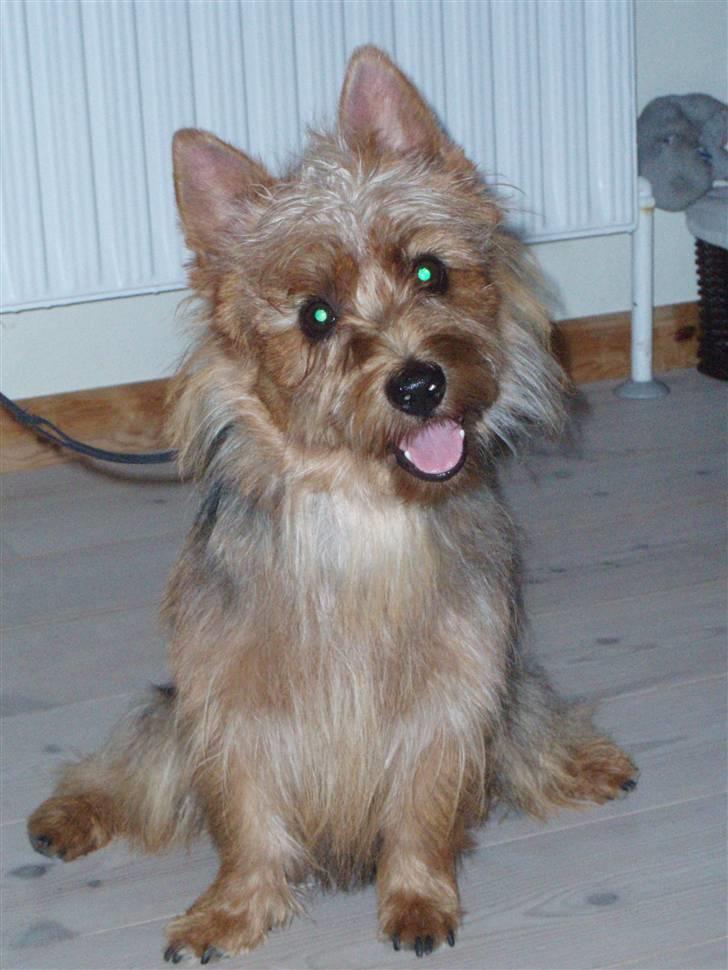 Australsk terrier Bastian & Terry - Terry hygger i stuen. billede 15