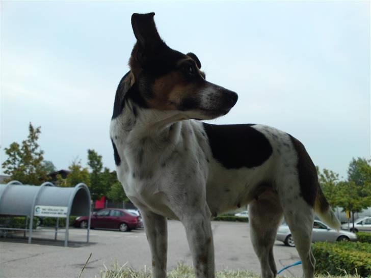 Dansk svensk gaardhund Mini . billede 17