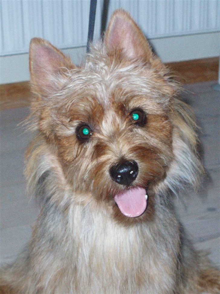 Australsk terrier Bastian & Terry - Terry. billede 16