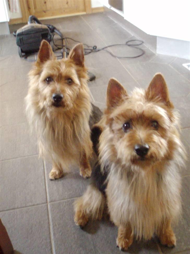 Australsk terrier Bastian & Terry - Bastian & Terry hygger i køkkenet. billede 17