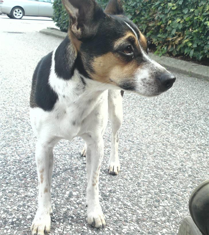Dansk svensk gaardhund Mini . billede 18